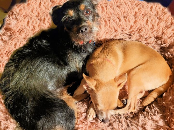 Ginger loves to cuddle!, an adoptable Chihuahua & Shiba Inu Mix in Redondo Beach, CA_image-3
