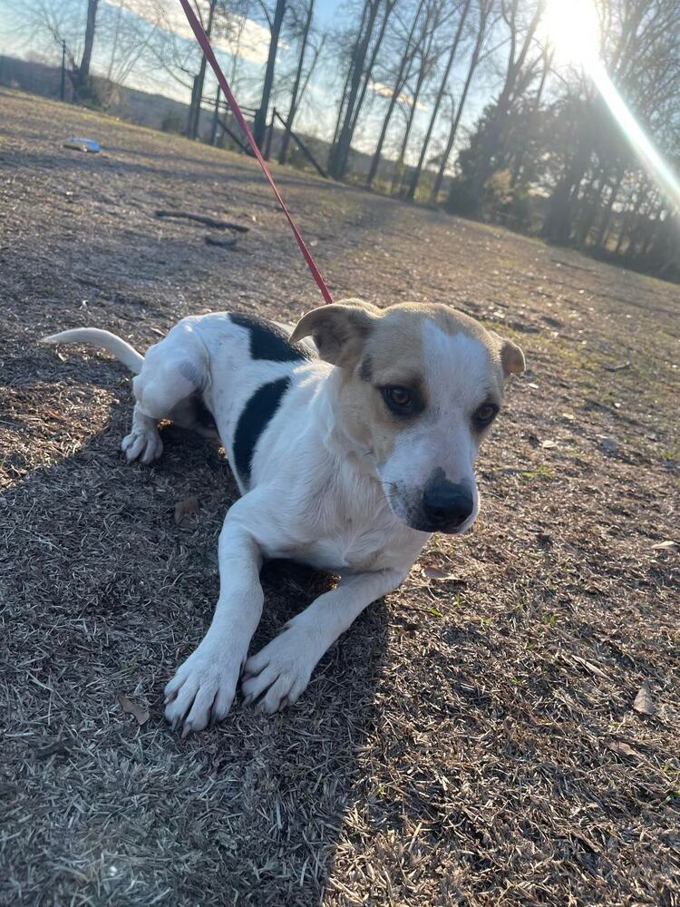 Norman, an adoptable Beagle in Troy, AL, 36081 | Photo Image 1