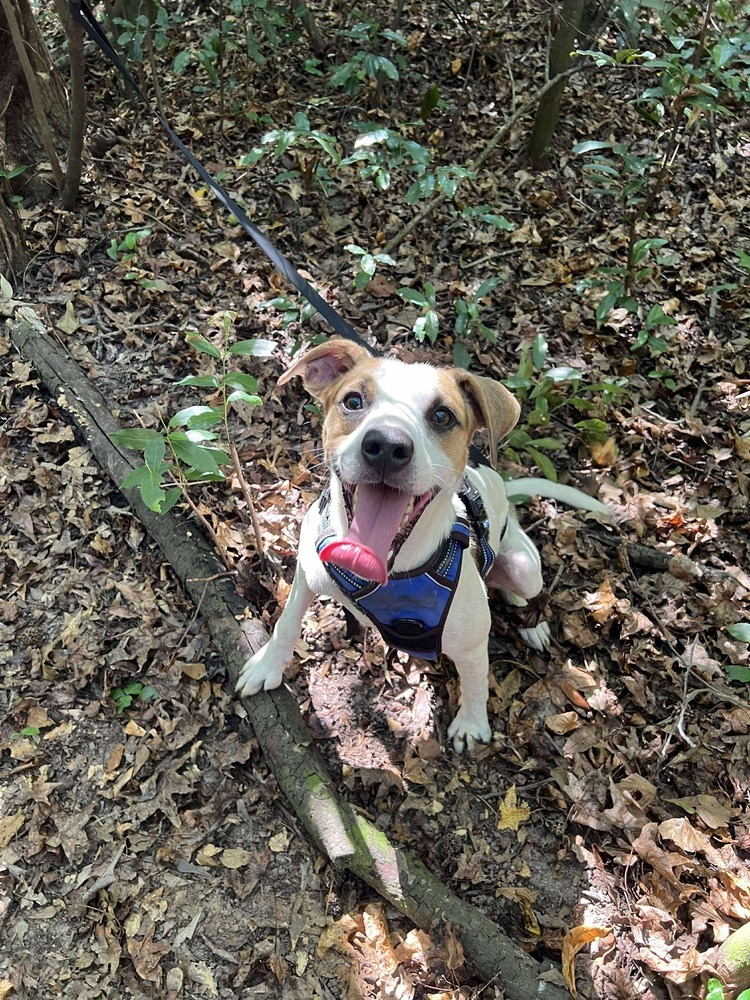 Norman, an adoptable Beagle in Troy, AL, 36081 | Photo Image 1