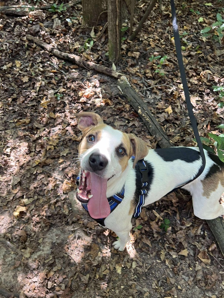 Norman, an adoptable Jack Russell Terrier, Beagle in Troy, AL, 36081 | Photo Image 2