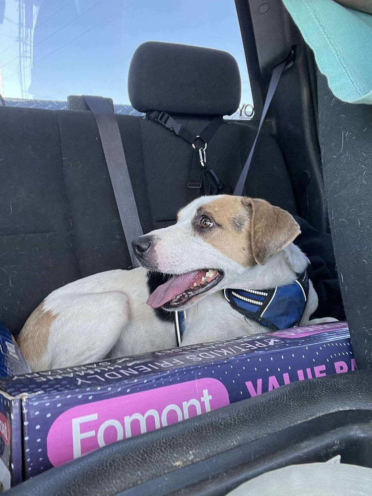 Norman, an adoptable Jack Russell Terrier, Beagle in Troy, AL, 36081 | Photo Image 3