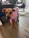 Sicilia (foster to adopt)