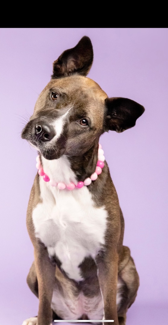 Athena, an adoptable American Staffordshire Terrier & Husky Mix in Abbotsford, BC_image-2