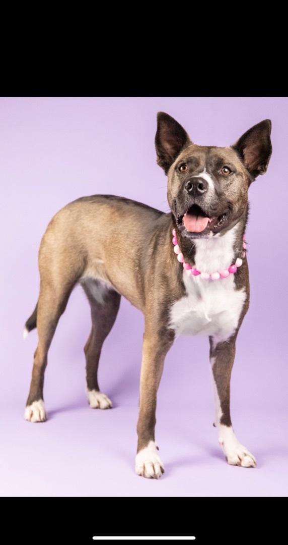 Athena, an adoptable American Staffordshire Terrier & Husky Mix in Abbotsford, BC_image-3