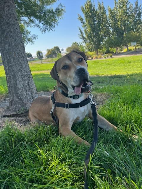 Dutton!!, an adoptable Pit Bull Terrier, Beagle in Rocklin , CA, 95677 | Photo Image 2
