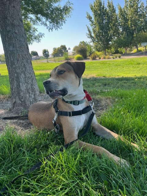 Dutton!!, an adoptable Pit Bull Terrier, Beagle in Rocklin , CA, 95677 | Photo Image 3