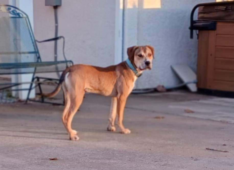 Dutton!!, an adoptable Pit Bull Terrier, Beagle in Rocklin , CA, 95677 | Photo Image 4