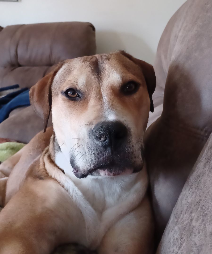 Dutton!!, an adoptable Pit Bull Terrier, Beagle in Rocklin , CA, 95677 | Photo Image 1