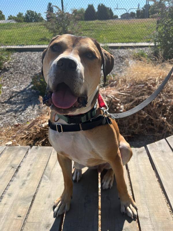 Dutton!!, an adoptable Pit Bull Terrier, Beagle in Rocklin , CA, 95677 | Photo Image 5
