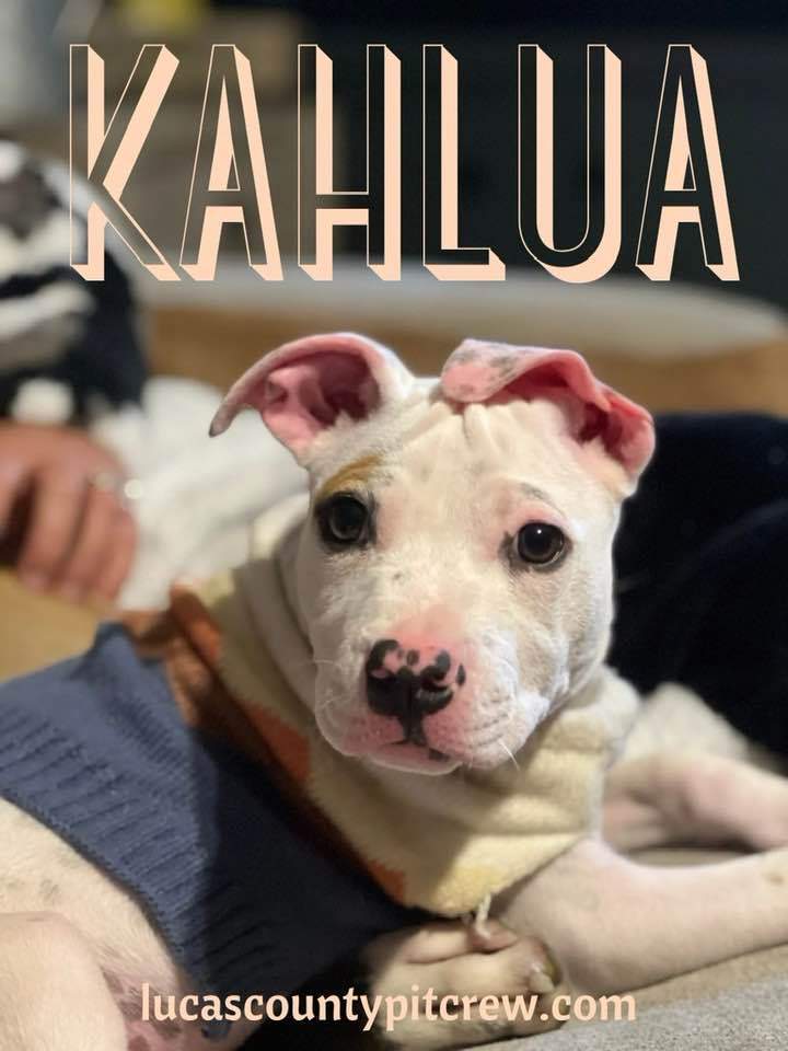 Kahlua