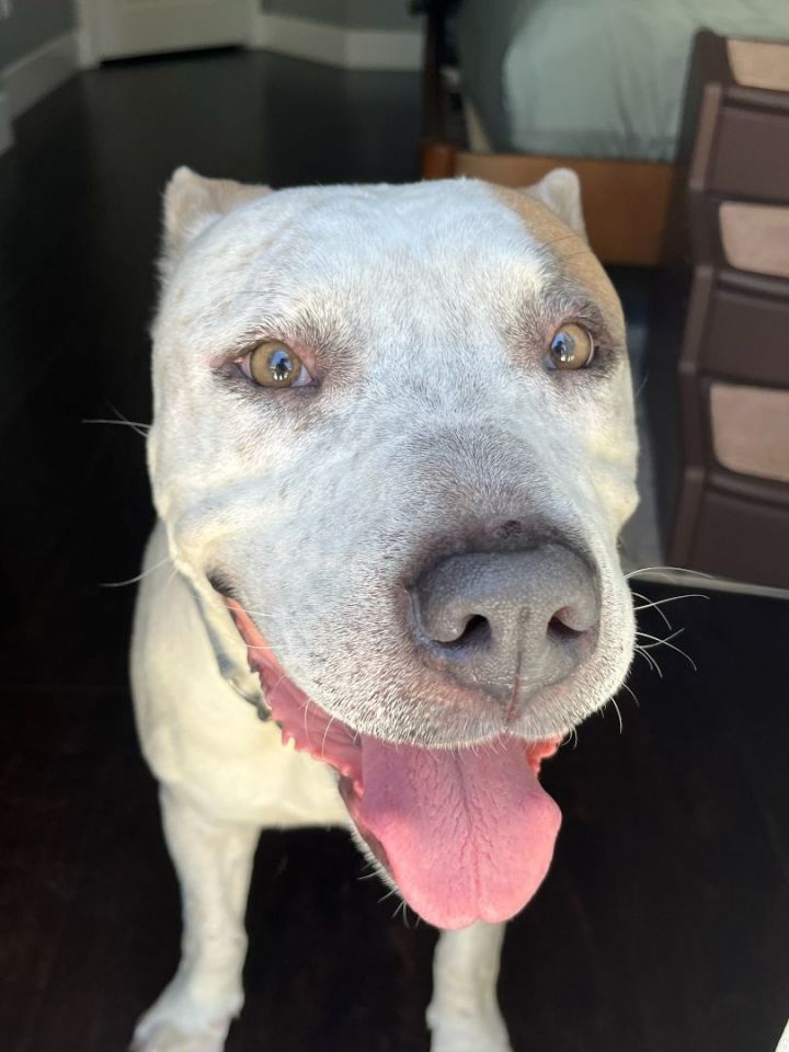 BamBam!!, an adoptable Pit Bull Terrier Mix in Rocklin , CA_image-6