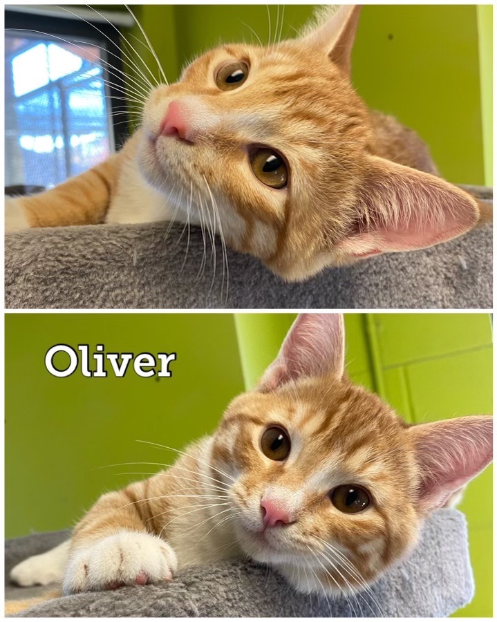 Oliver, an adoptable Domestic Short Hair in Waynesburg, PA_image-1
