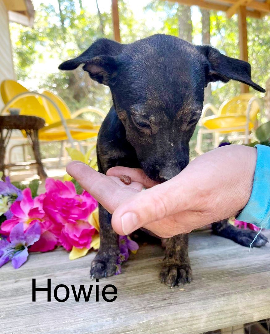 Howie