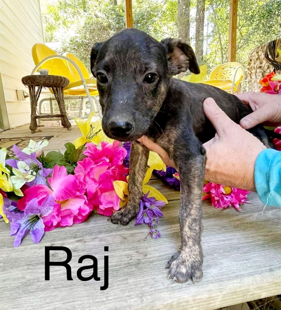 Raj