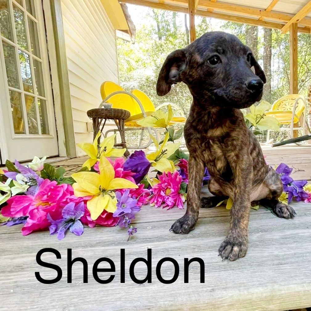 Sheldon