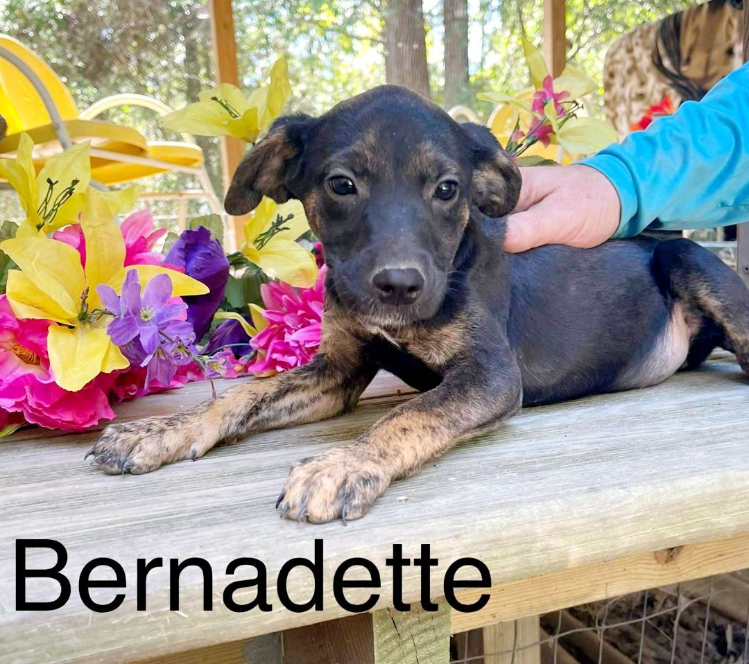 Bernadette