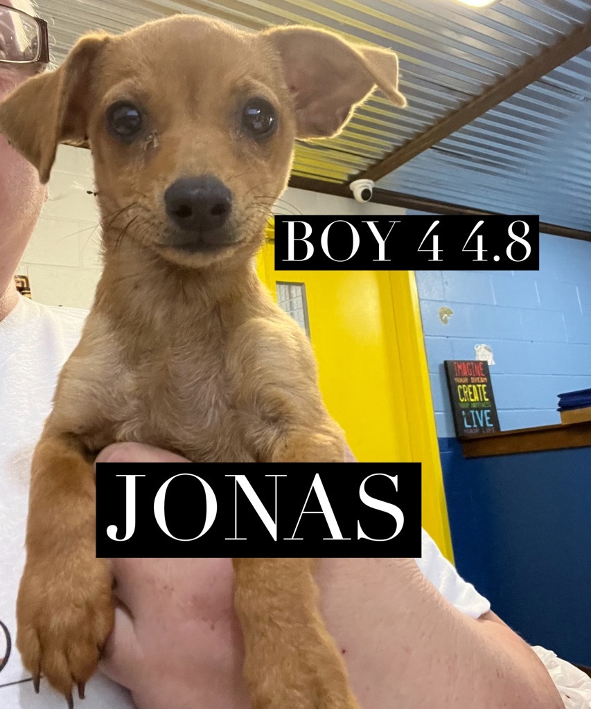 Jonas