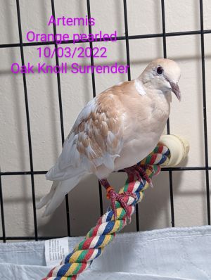 Young Artemis was an oops baby who came to Palomacy when their person surrendered a flock of 14 do
