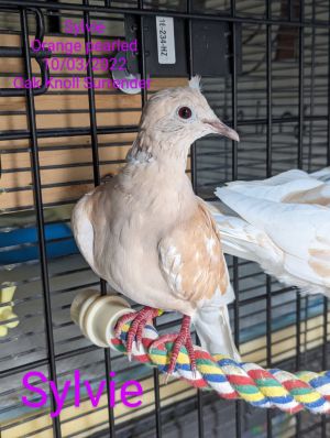Young Sylvie is an oops baby who came to Palomacy when their person surrendered a flock of 14 dove