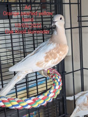 Young Ari is an oops baby who came to Palomacy when their person surrendered a