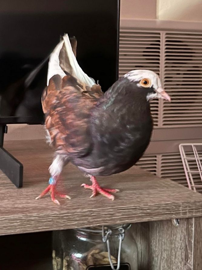 Nutmeg