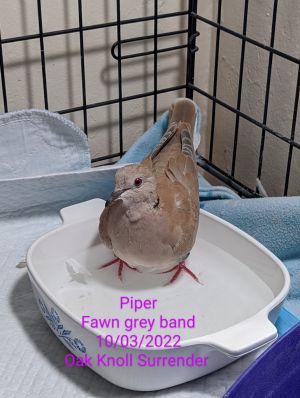 Young Piper is an oops baby who came to Palomacy when their person surrendered