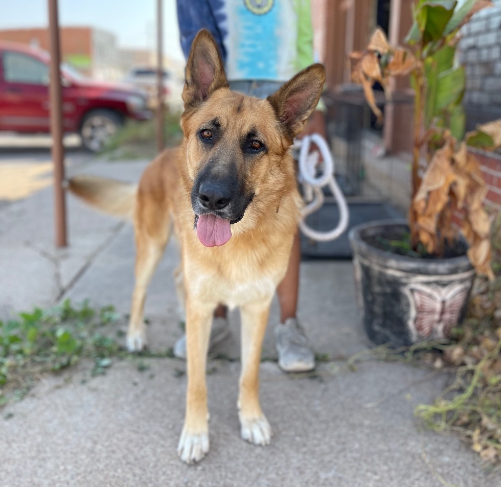 Red, an adoptable German Shepherd Dog in Comanche, TX, 76442 | Photo Image 1