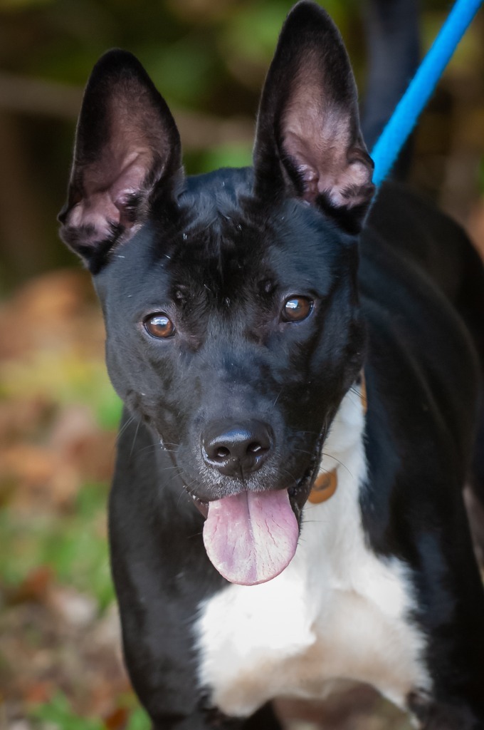 Farrah, an adoptable Pit Bull Terrier, Shepherd in Johnson City, TN, 37604 | Photo Image 1