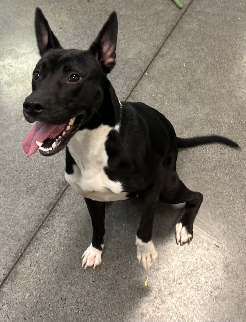 Farrah, an adoptable Pit Bull Terrier, Shepherd in Johnson City, TN, 37604 | Photo Image 2