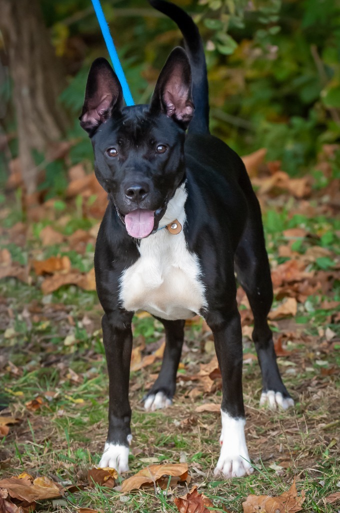 Farrah, an adoptable Pit Bull Terrier Mix in Johnson City, TN_image-3