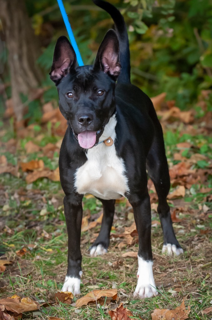 Farrah, an adoptable Pit Bull Terrier, Shepherd in Johnson City, TN, 37604 | Photo Image 3