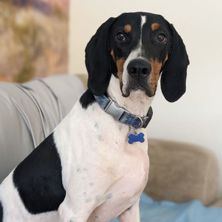 Black and white store treeing walker coonhound