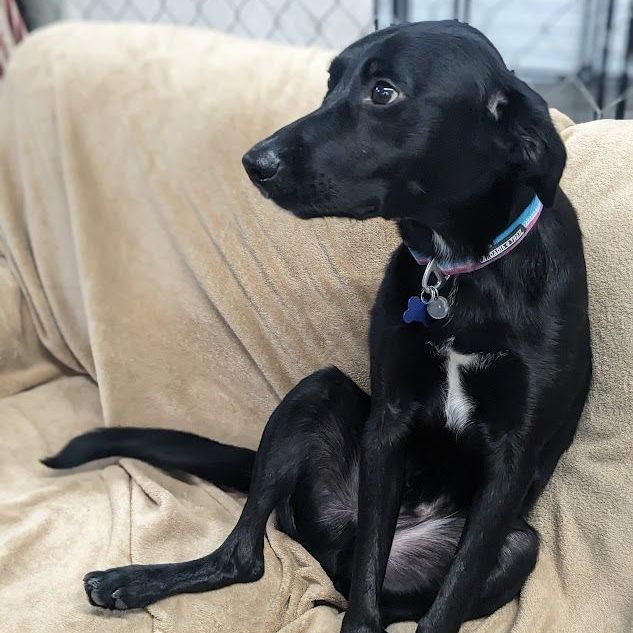 Julius, an adoptable Black Labrador Retriever Mix in St. George, UT_image-3