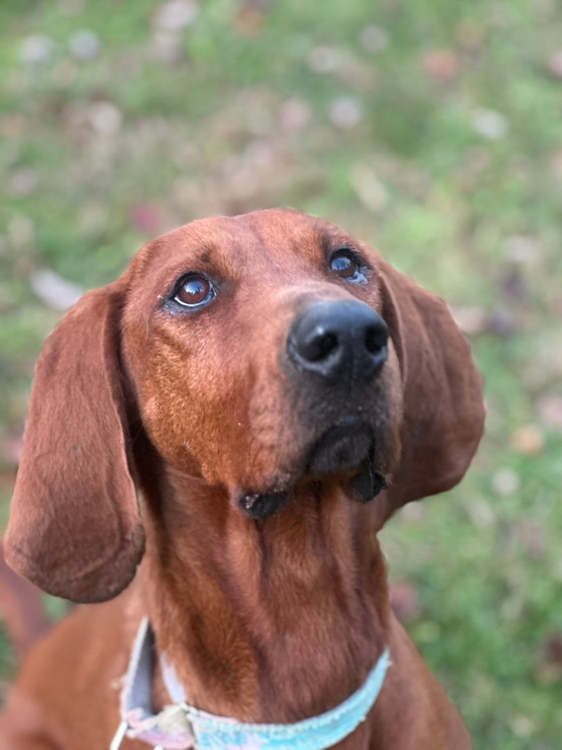 Wren, an adoptable Redbone Coonhound in Bridgton, ME, 04009 | Photo Image 1