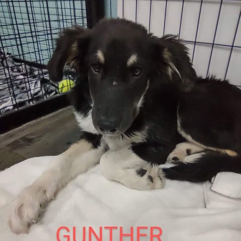 Gunther