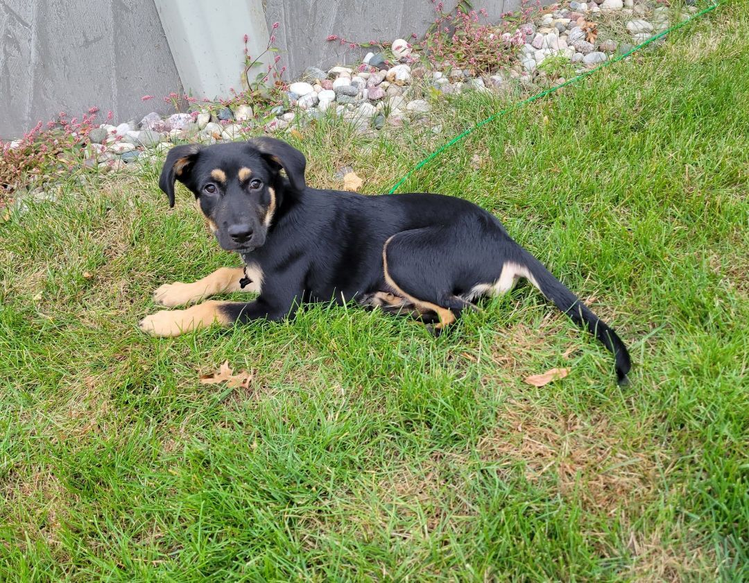 Forrest the German Shepherd Mix Puppy