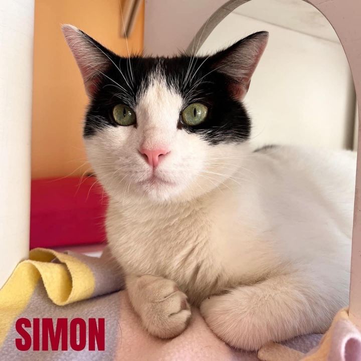 SIMON 2
