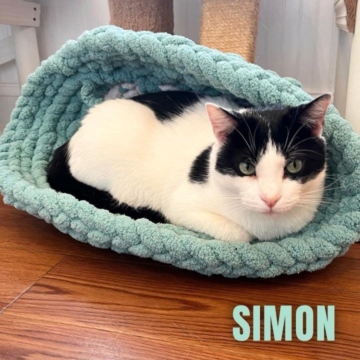 SIMON, an adoptable Domestic Short Hair in Cape May, NJ_image-3
