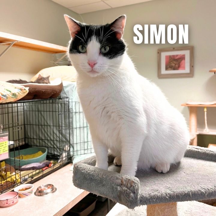 SIMON, an adoptable Domestic Short Hair in Cape May, NJ_image-4