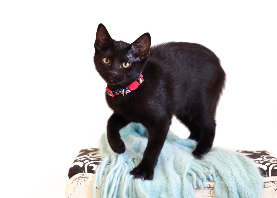 BIBBITY, an adoptable Domestic Short Hair in Homewood, AL, 35209 | Photo Image 4