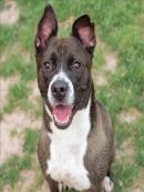 ROCCO's profile on Petfinder.com