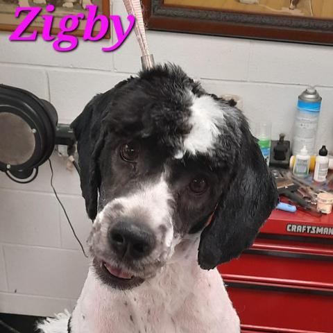 Zigby