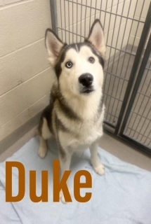 Duke 120890