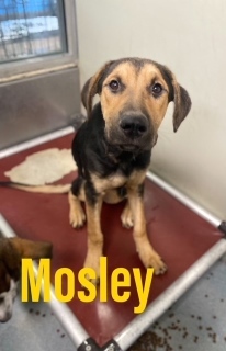 Mosley 121523