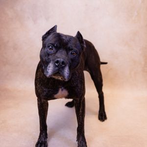 Primary Color Black Brindle Weight 55lbs Age 6yrs 4mths 2wks Animal has been Neutered