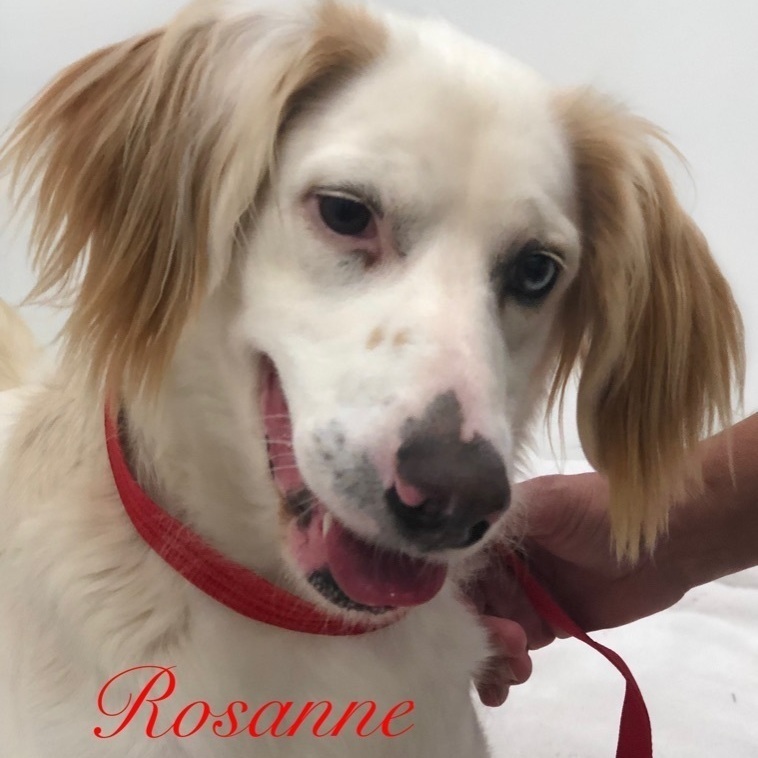 Rosanne Barker, an adoptable English Setter, Poodle in Jacksonville, IL, 62650 | Photo Image 1