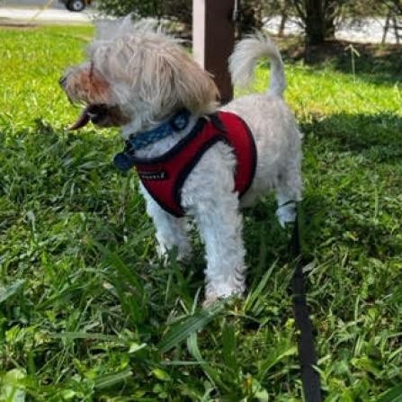 Bread, an adoptable Mixed Breed in Fletcher, NC, 28732 | Photo Image 6