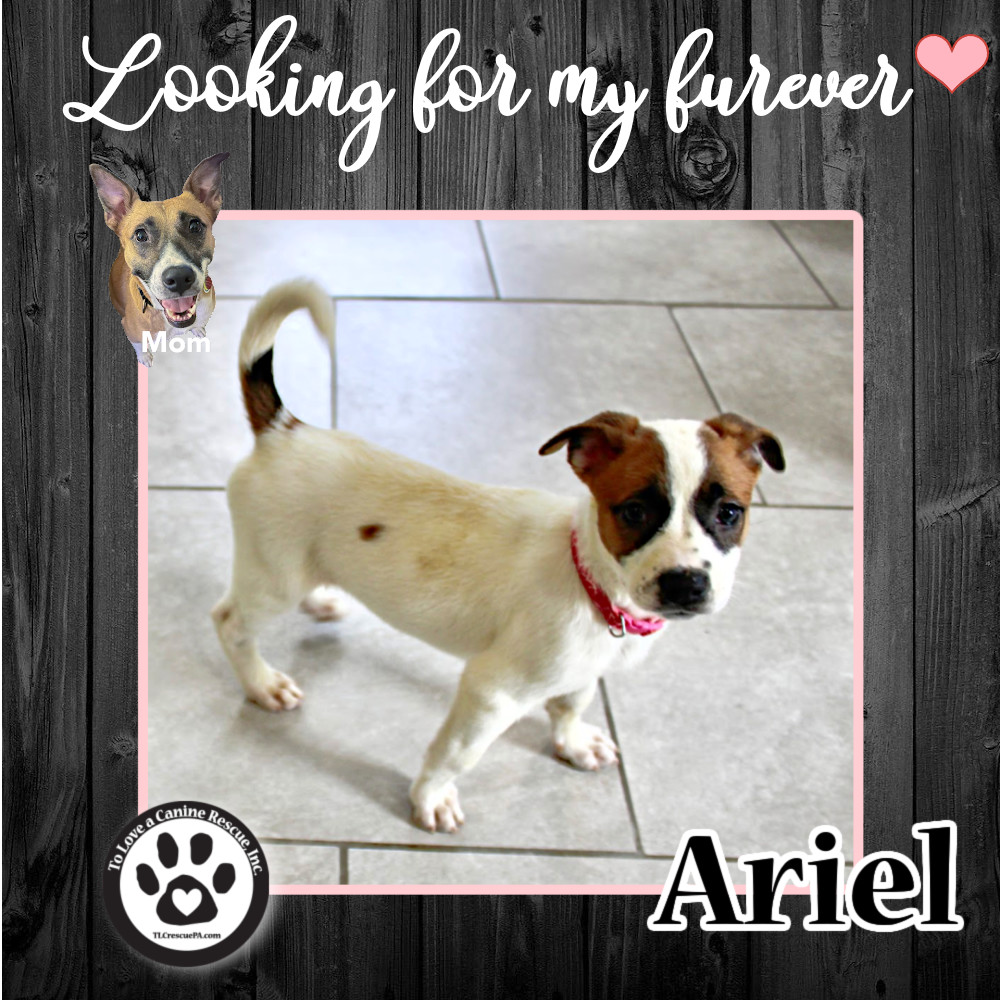 Ariel (Daisy Do Pup) 082022