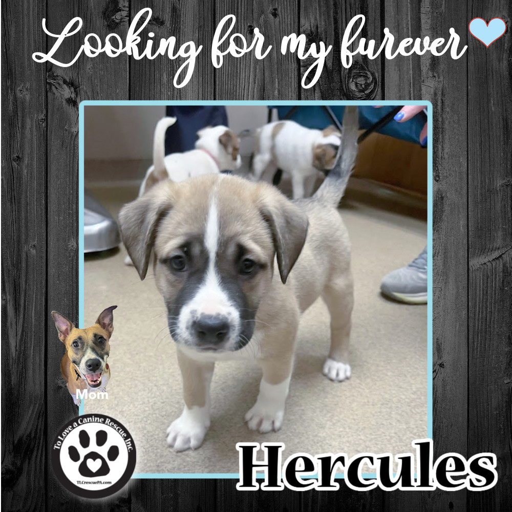 Hercules (Daisy Do Pup) 082022