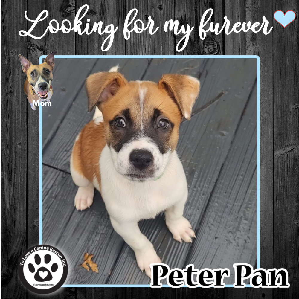 Peter Pan (Daisy Do Pup) 082022